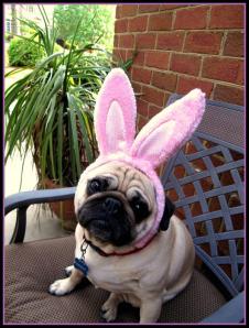 Easter pug says "what? It was a busy weekend, and the baby is screaming her head off right now!" 